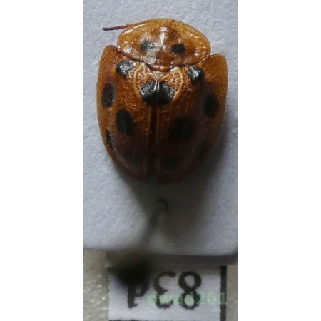 Cassidae sp. Philippines83d